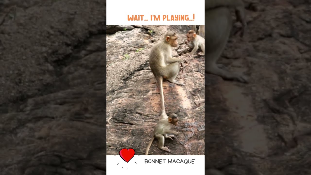Wait.. I'm Playing... | Bonnet Macaque Monkey