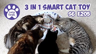 Another Nipsy Night, 3 In 1 Smart Cat Toy - S6 E205 - Rescued Cats, Lucky Ferals Cat Vlog