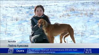 видео: Легендарную породу собак возрождают в Актобе картинка: Легендарную породу собак возрождают в Актобе