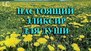 Слушать пение птиц в лесу - настоящее благо для души.  #музыкадлясна