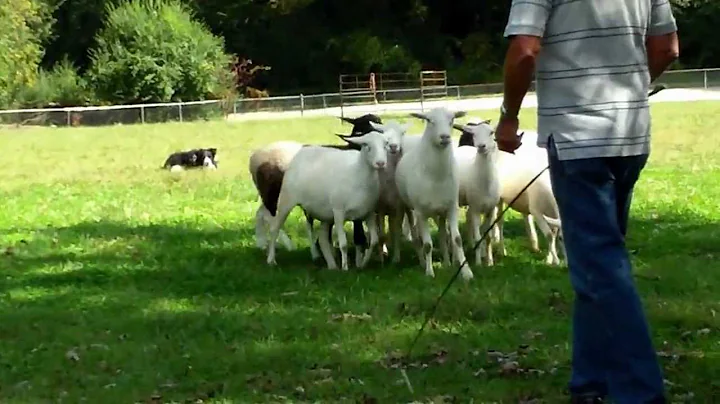Hubert Bailey & His Incredible Border Collies