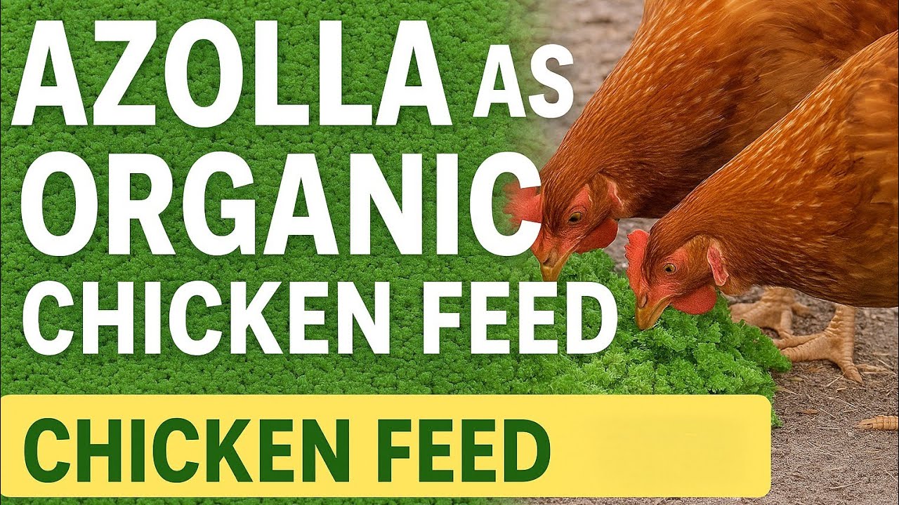 Free Chicken Feed! Grow Azolla,benefits,Usage, and Cost Savings. #azolla #chicken #feed #diy 