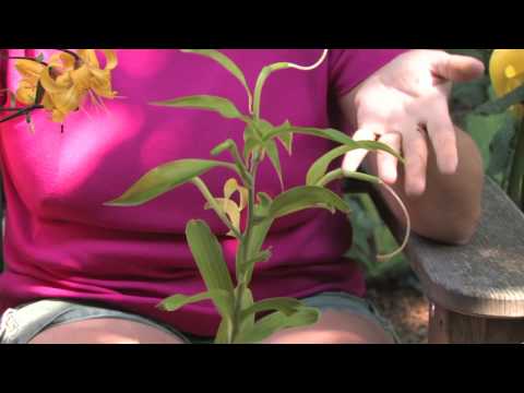 Video: Growing Lily Of The Valley In Potte - Lily Of The Valley Container Care