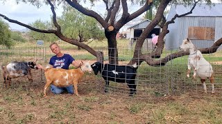 These Goats Didn't Sell, Now What? | Goat Milk Soap Sage Bar