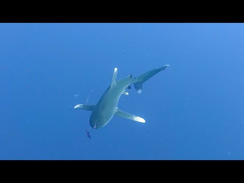 Video: Strandsäsong I Egypten