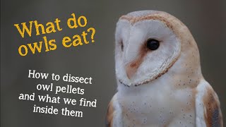 What Do Owls Eat? | Dissecting Owl Pellets