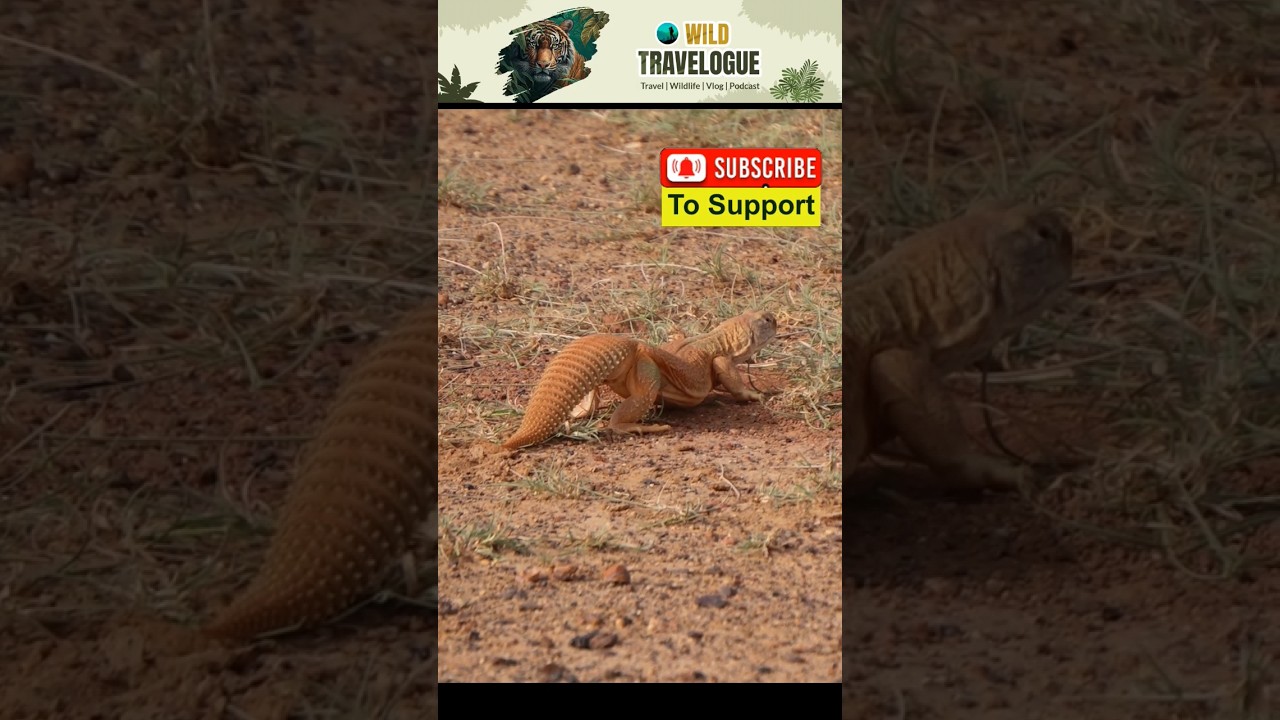 Spiny Tail Lizard | Varah Rupam 