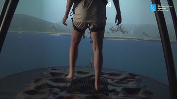 C.A.R.E.N.( computer assisted rehabilitation environment) - neuromuscular control therapy