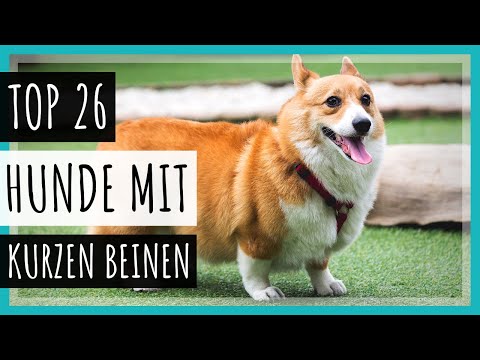 Video: Welche Nüsse sind schlecht für Hunde?