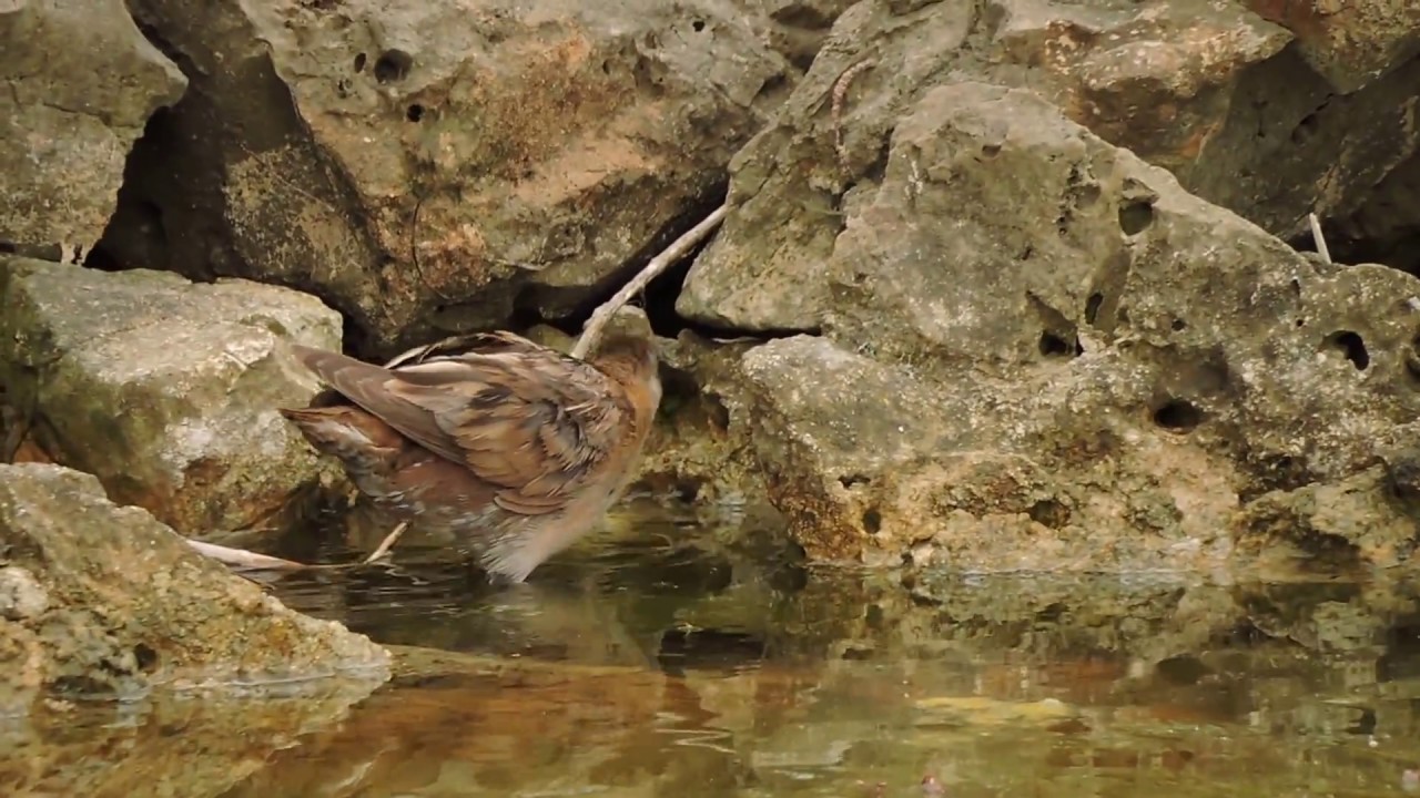 Little Crake, Schiribilla eurasiatica (Porzana parva) female 