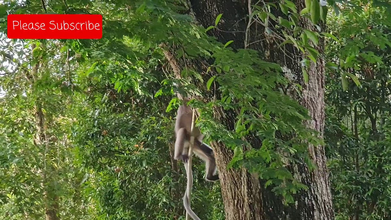 Dusky Leaf Monkey Family