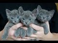 Korat Cat and Kittens | History of the Thai Historical Breed の動画、YouTube動画。