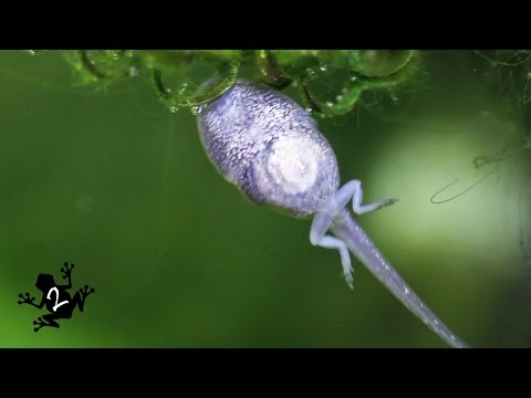 TADPOLE'S FIRST LEGS // A Frog's Life Ep 2