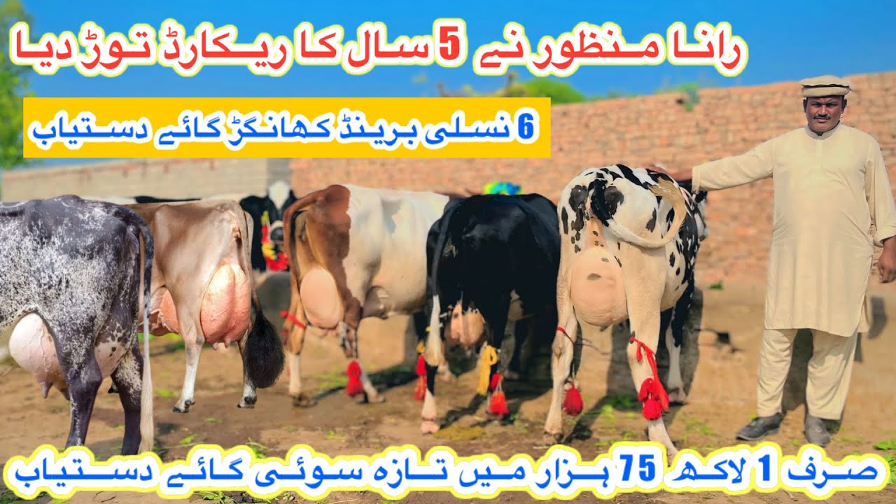 Rana Manzoor || Top Class American Cows || Australian Fresian Cows For Sale Today | 14 November 2025