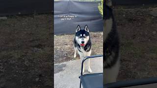 My husky transformation 🐺 #shorts #dog #fyp