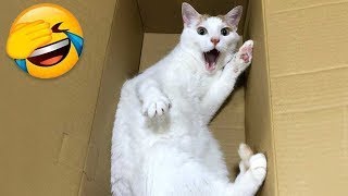 Funny Animals videos 2023😂-Funny videos -Funny Cats and Dogs🐶 😹 by FunnyWorld 1,350 views 5 months ago 10 minutes, 9 seconds