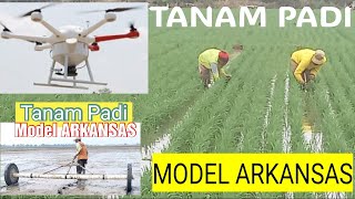 Tanaman Padi Model Arkansas Brmp Sukamandi