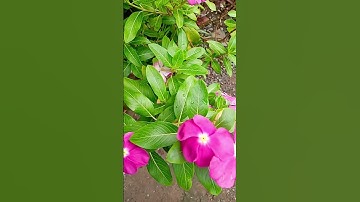 Công dụng của Cây Dừa Cạn #kienthucboich #cayduacan #shorts