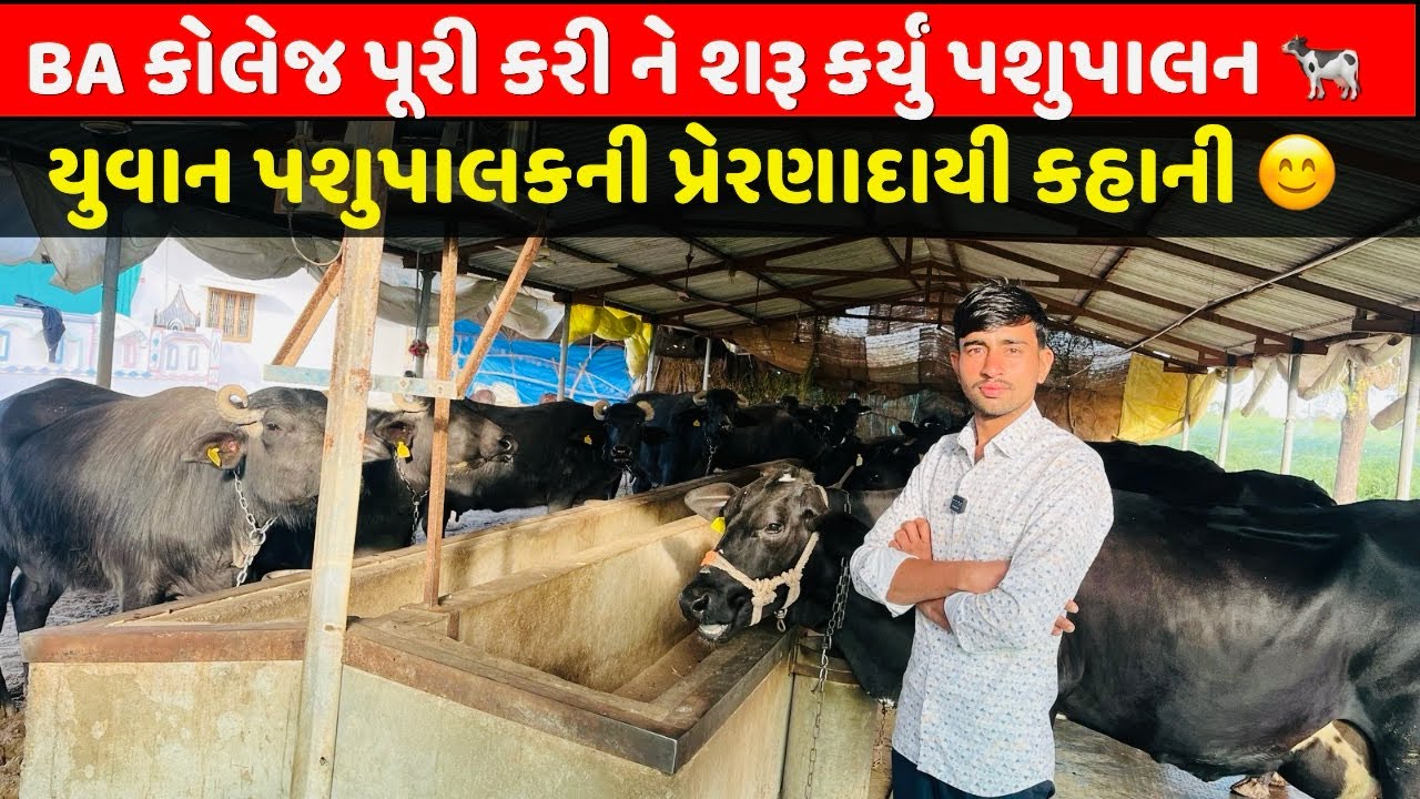 BA કોલેજ પૂરી કરી ને શરૂ કર્યું પશુપાલન 😍| યુવાન પશુપાલકની પ્રેરણાદાયી કહાની 🐃