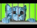 Play Fun Costume Dress-Up Party & Pet Care Kids Game - Little Kitten Adventures Gameplay For Kids
