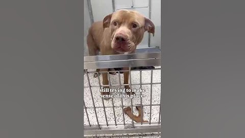 The Power of Small Donations ❤️ Helping Dogs at LifeLine Animal Project