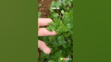 grow watermelon kết quả sau 70 ngày trồng dưa hấu từ hạt #plants #result