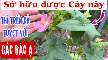 Sỡ hữu được Cây này thì Trên cả Tuyệt Vời, Bổ Dưỡng Vô Cùng. Sâm Bố Chính. PHAN HẢI Channel