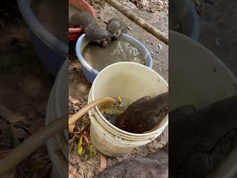 Releasing Sea Creatures