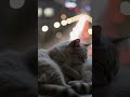 Sleeping Cat by the Window with City Lights Bokeh #shorts #cat #cute #asmr