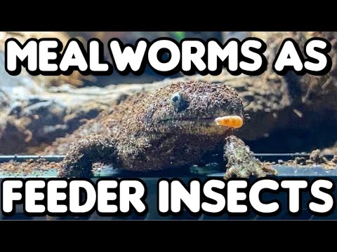 Mealworms As Feeder Insects