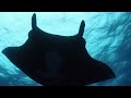 2024 SBIFF Trailer - Alien Contact