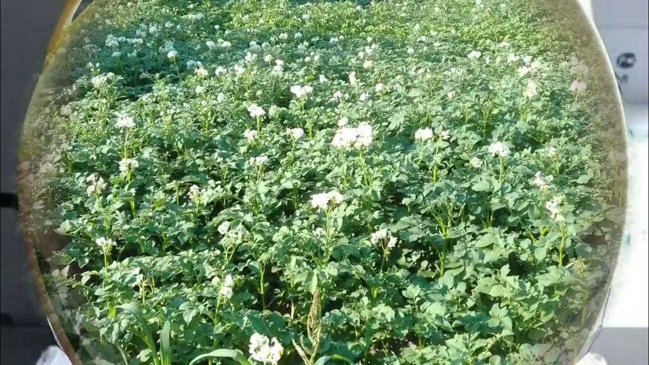 Гербицид по картофелю Зонтран - YouTube