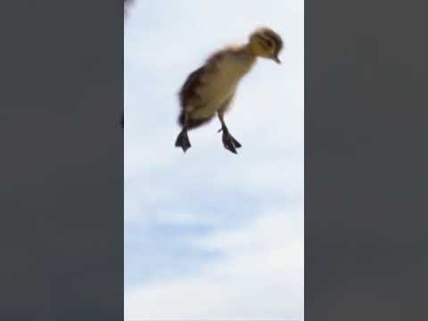 بطة صغيرة تقفز من المرتفعات فهل ستنجو