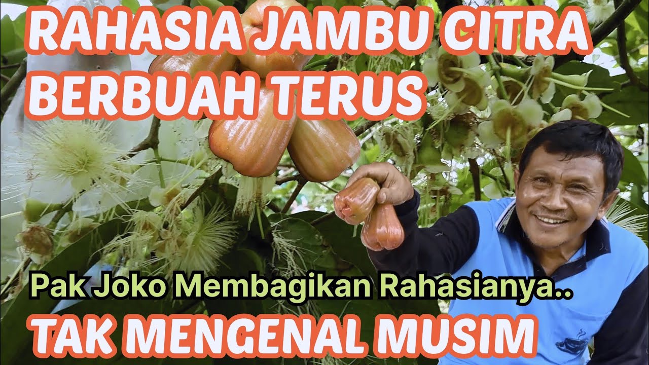 Ini Rahasia Jambu Citra Berbuah Terus Tak Mengenal Musim. Part 2