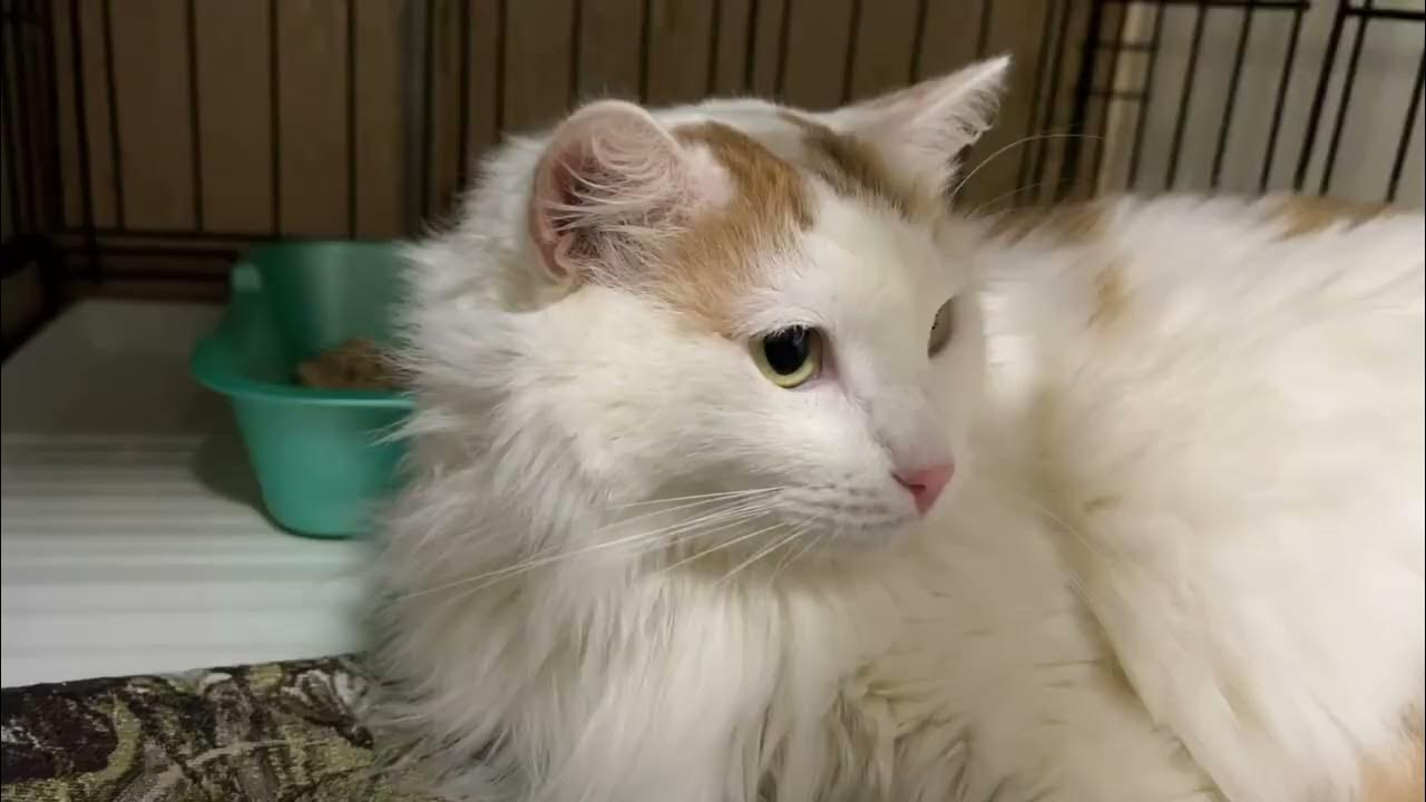 ВАТРУШКИН - YouTube