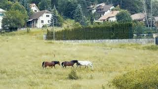 Wild horses walking - 4K Free Stock Footage and No Copyright Videos