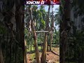 Are Bananas Herbs?