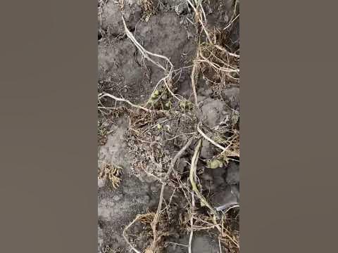 Ранний Урожайный сорт картофеля Лисана, для жаркой погоды - YouTube