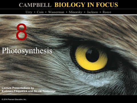 Biology in Focus
