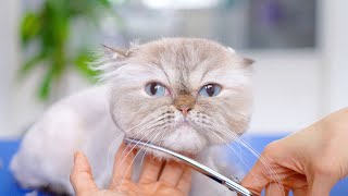 Let me introduce you to a gentle cat with pretty blue eyes!😻🛁✂️❤️ by Tosa Bebe Pet 6,485 views 4 months ago 4 minutes, 22 seconds