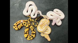 Have you ever seen a CHERRY BOMB? Tune in now...