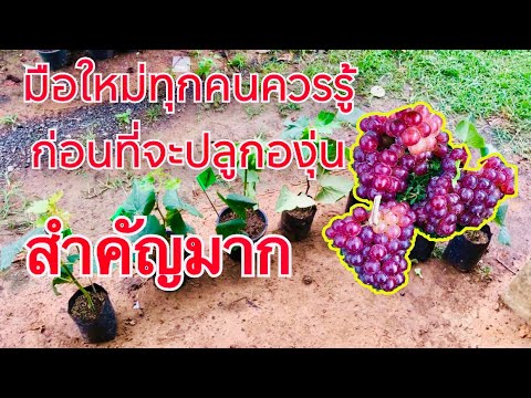 วีดีโอ: สหายที่ดีสำหรับองุ่น: เรียนรู้เกี่ยวกับพืชที่เติบโตได้ดีกับองุ่น