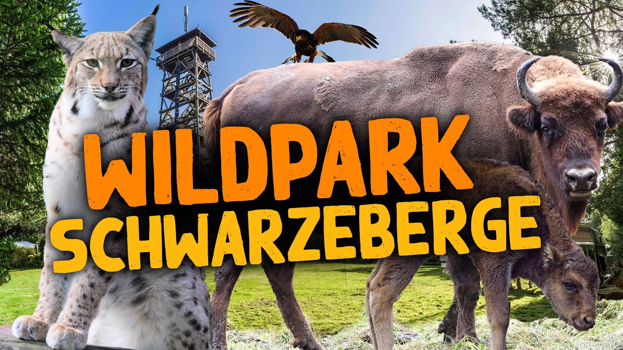 Wildpark Schwarze Berge | Zoo-Eindruck