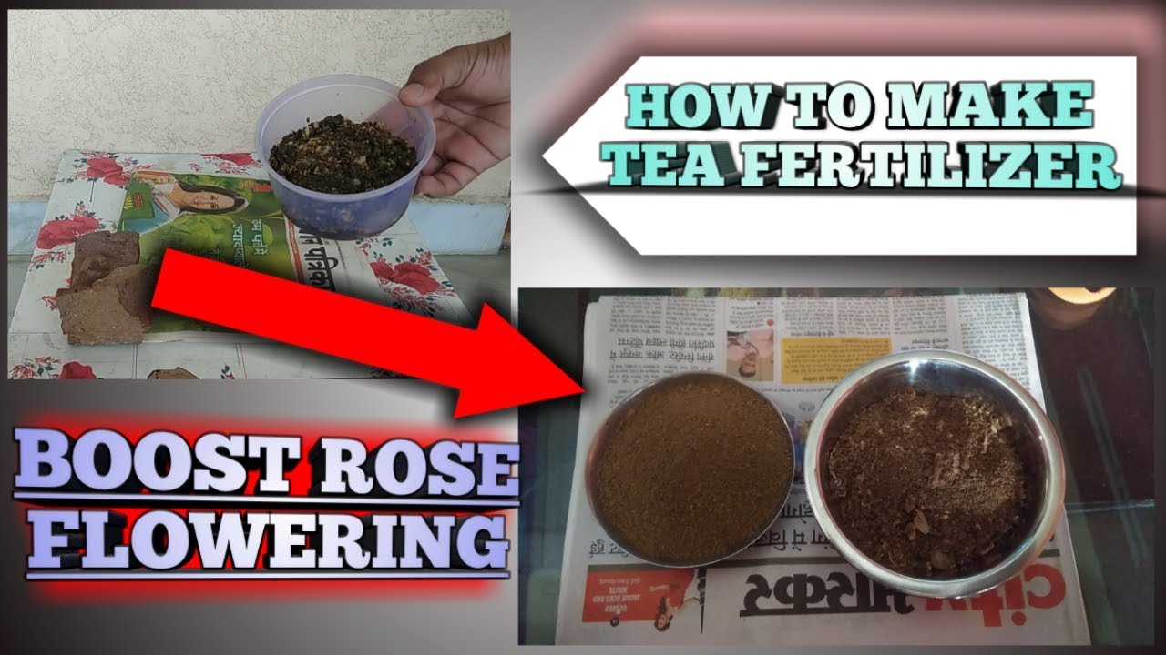 HOW TO MAKE TEA FERTILIZER A‌T HOME & USE 😮/ BEST FOR ROSE/ गुलाब ( ROSE) की खाद घर पर कैसे