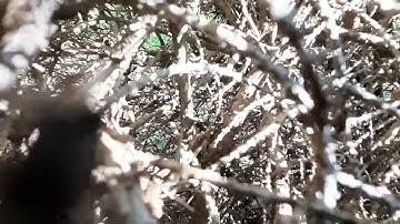 Slapfight - Haken Continuum HarmonicViol Preset