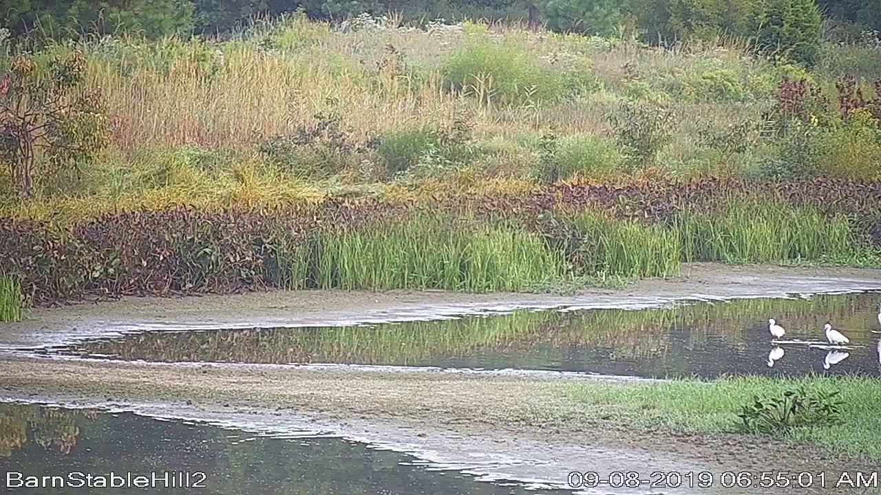 Chesapeake Wildlife Heritage Live Stream YouTube