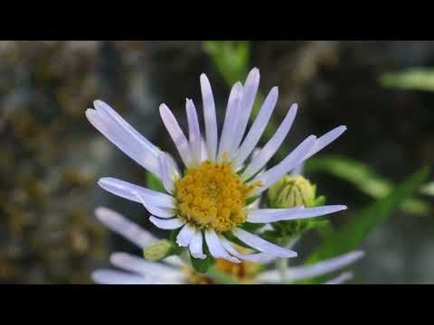 Video: Douglas Aster Plantepleie – Lær om dyrking av Douglas Asters i hagen