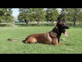 Inside the Training of a K-9 Unit