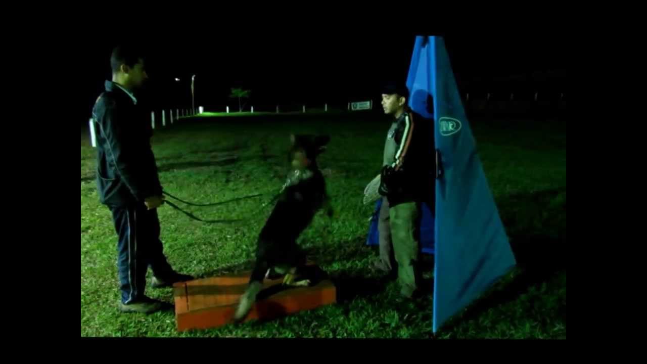 Hakker late e revista schutzhund commands