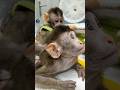 Human Dna In Monkey | MCPH1 Gene Experiment #Shorts #animals #monkey #thezafnix